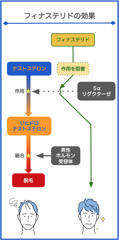 フィナステリドとは