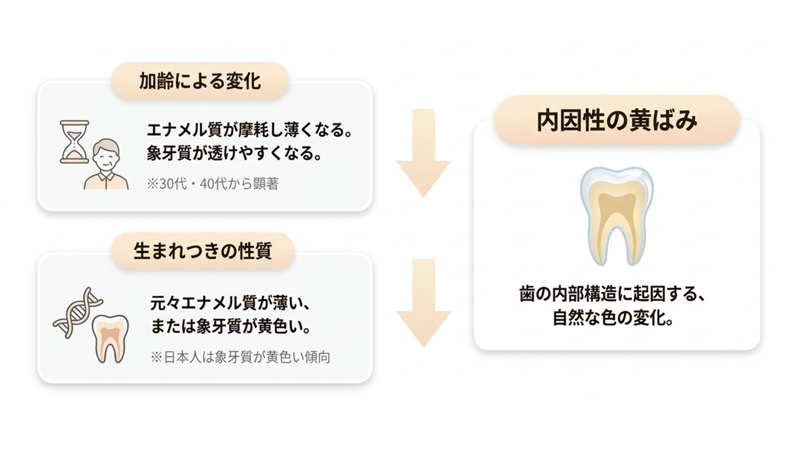 内因性の黄ばみの原因（加齢・生まれつきの性質）・結果